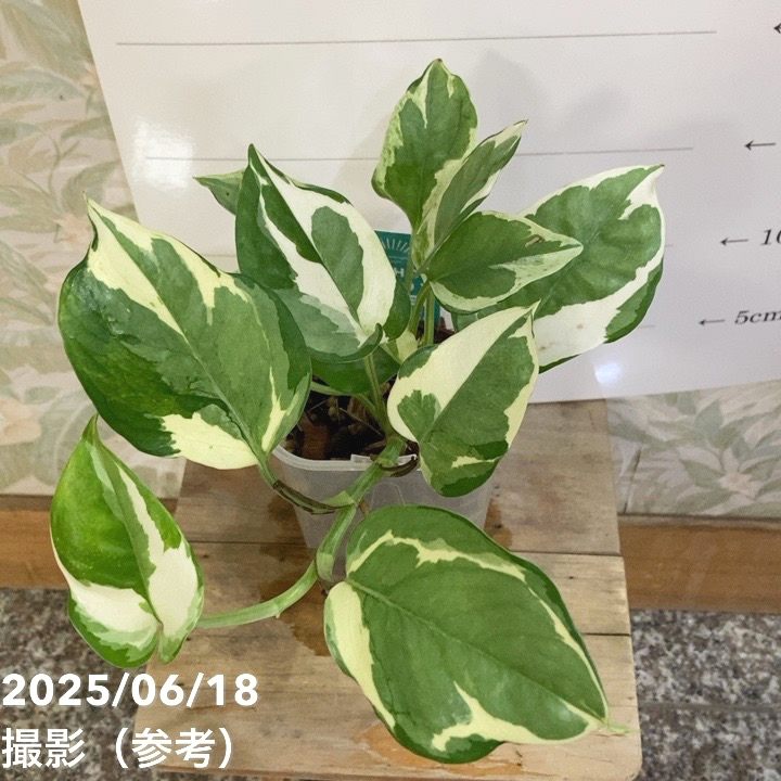 ポトス エンジョイ 3.5号ロング透明スリット鉢 PVP｜観葉04-PA | 観葉