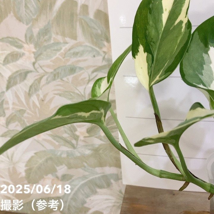 ポトス エンジョイ 3.5号ロング透明スリット鉢 PVP｜観葉04-PA | 観葉