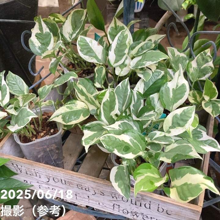 ポトス エンジョイ 3.5号ロング透明スリット鉢 PVP｜観葉04-PA | 観葉