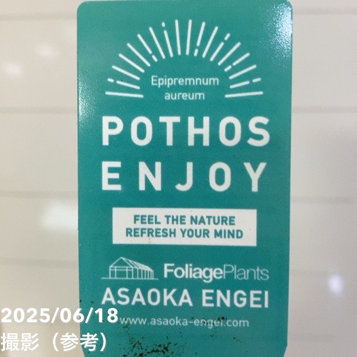 ポトス エンジョイ 3.5号ロング透明スリット鉢 PVP｜観葉04-PA | 観葉