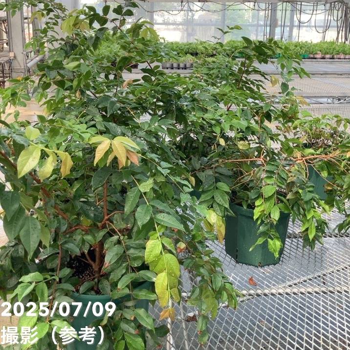 【数量限定】実生ジャボチカバ 8号 5年生苗|果樹02-D2