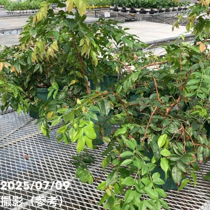 【数量限定】実生ジャボチカバ 8号 5年生苗|果樹02-D2