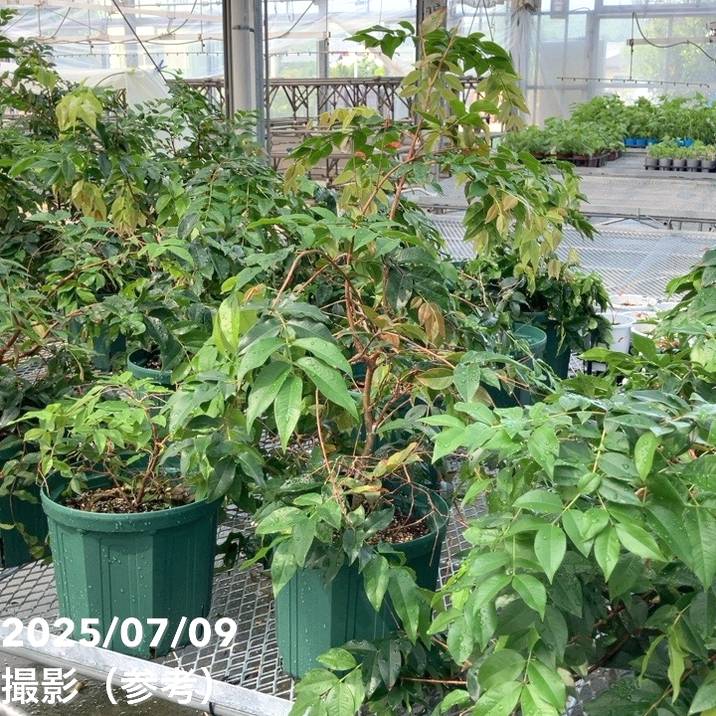 【数量限定】実生ジャボチカバ 8号 5年生苗|果樹02-D2