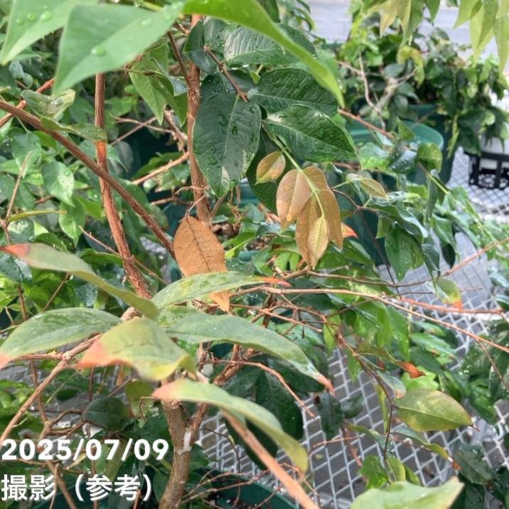 【数量限定】実生ジャボチカバ 8号 5年生苗|果樹02-D2