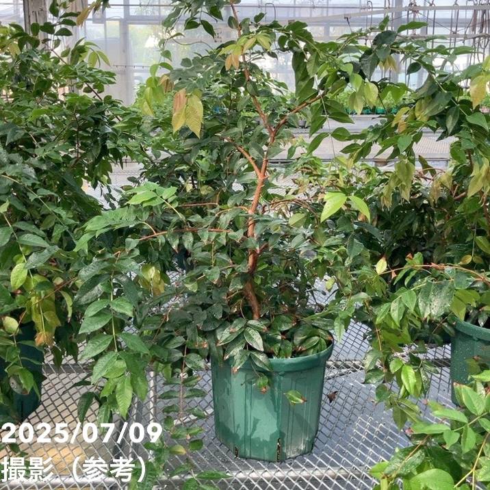 【数量限定】実生ジャボチカバ 8号 5年生苗|果樹02-D2