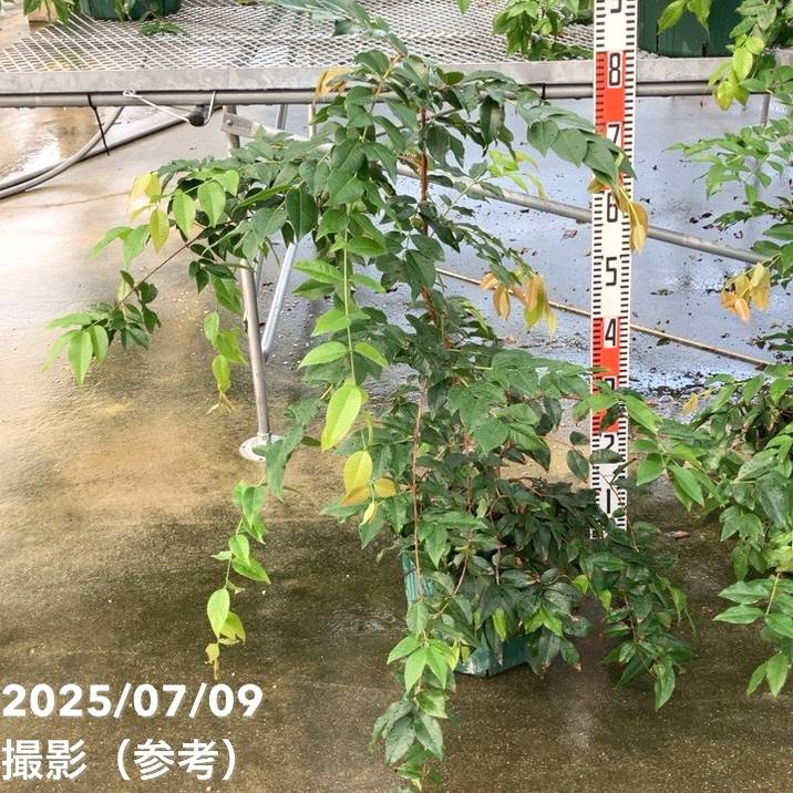 【数量限定】実生ジャボチカバ 8号 5年生苗|果樹02-D2