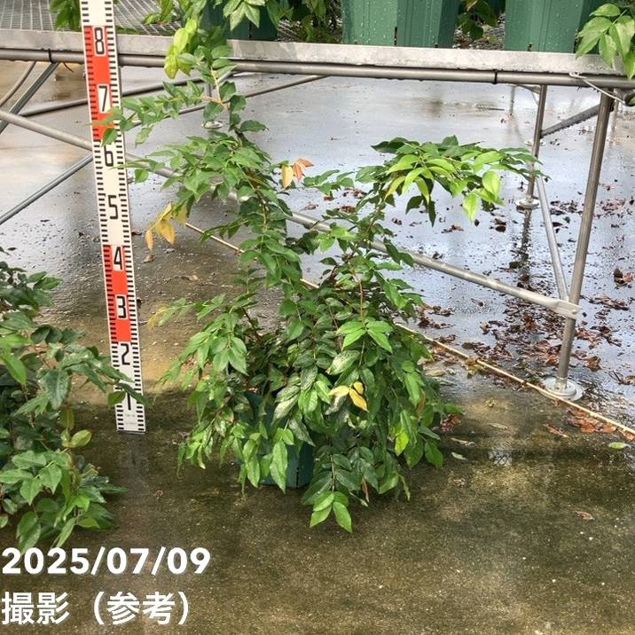 【数量限定】実生ジャボチカバ 8号 5年生苗|果樹02-D2