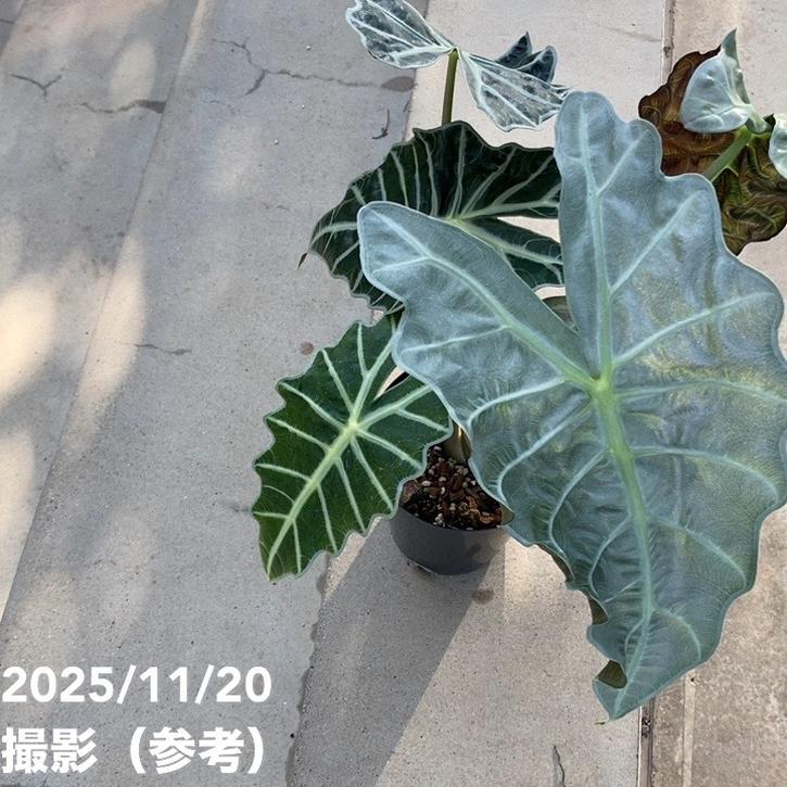 アロカシア アマゾニカ ミント バリエガータ 斑入り Alocasia x