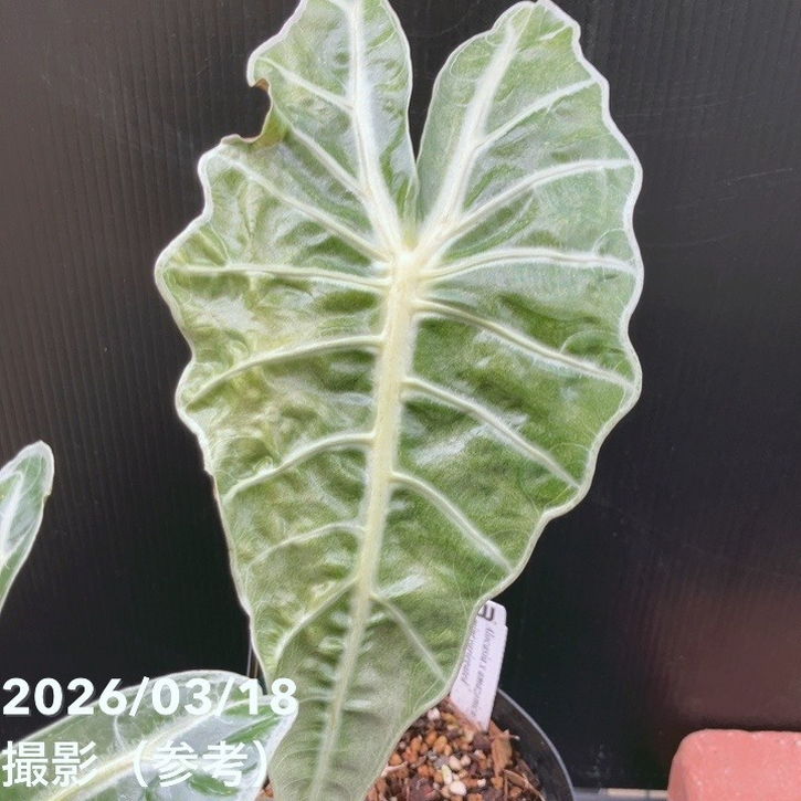 アロカシア アマゾニカ ミント バリエガータ 斑入り Alocasia x