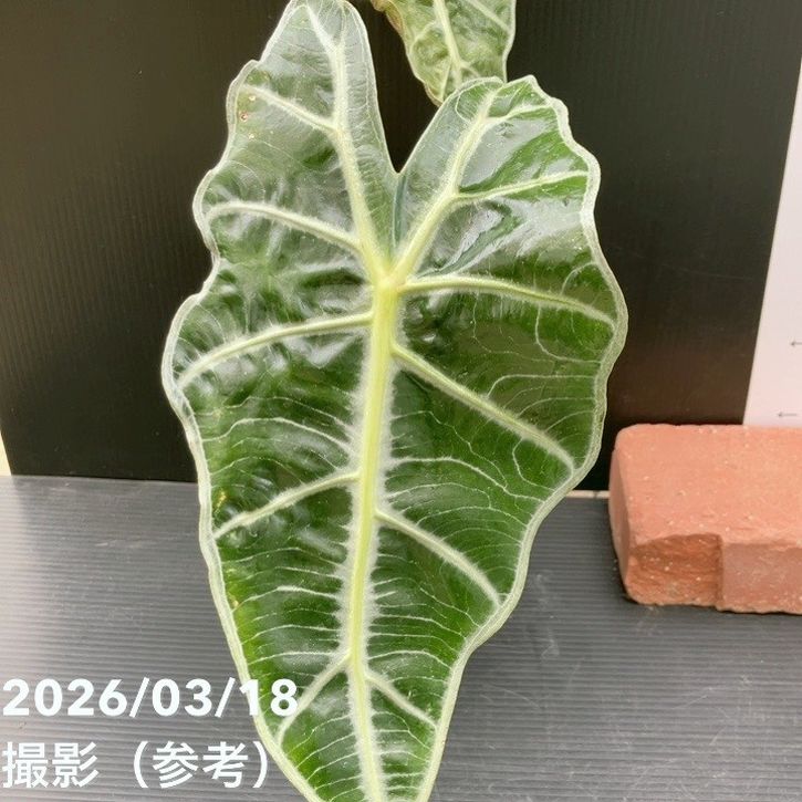 アロカシア アマゾニカ ミント バリエガータ 斑入り Alocasia x