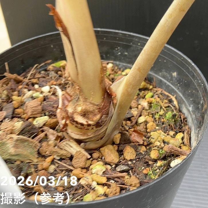 アロカシア アマゾニカ ミント バリエガータ 斑入り Alocasia x