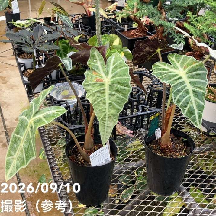 お買い得！】アロカシア アマゾニカ ミント バリエガータ 斑入り