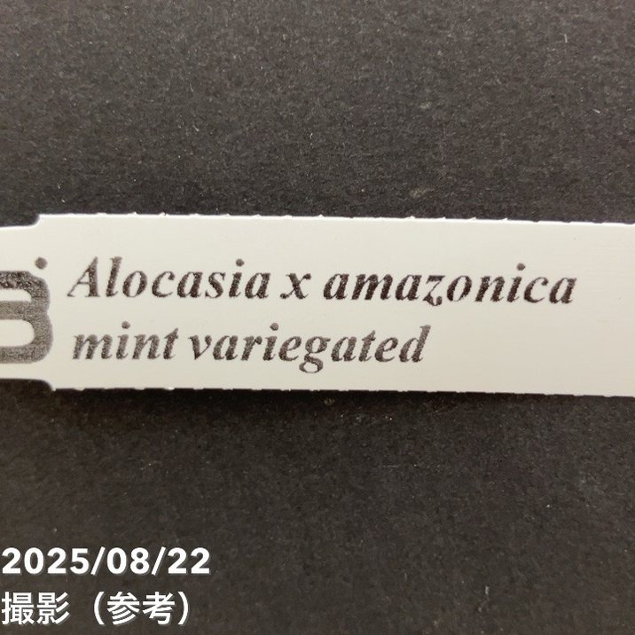 アロカシア アマゾニカ ミント バリエガータ 斑入り Alocasia x