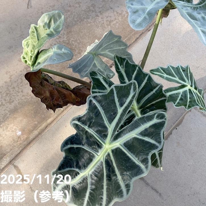 期間限定10％OFF！】アロカシア アマゾニカ ミント バリエガータ