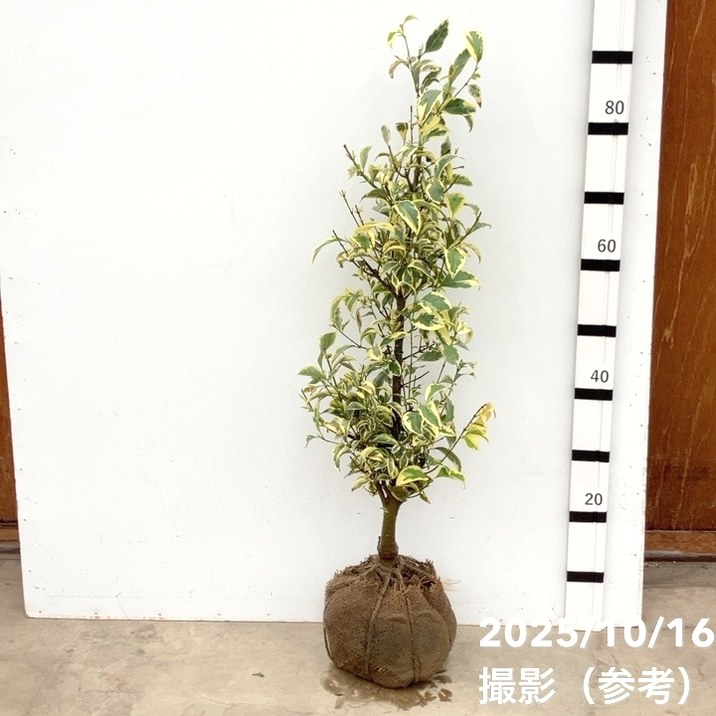 トウネズミモチ トリカラー 根巻き苗｜花木10-TU | 花木・庭木 | 赤塚