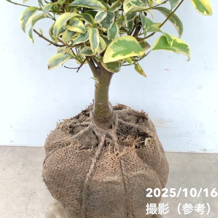 トウネズミモチ トリカラー 根巻き苗｜花木10-TU | 花木・庭木 | 赤塚