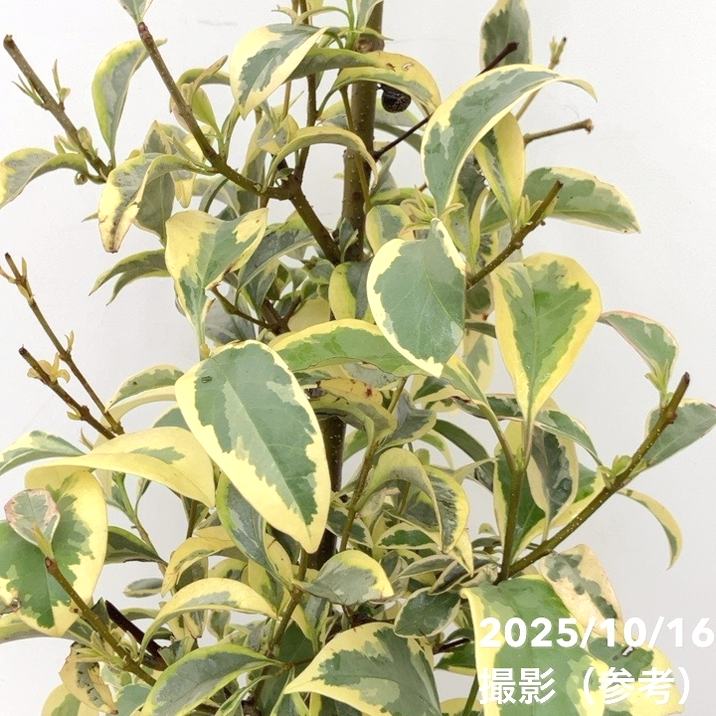 トウネズミモチ トリカラー 根巻き苗｜花木10-TU | 花木・庭木 | 赤塚