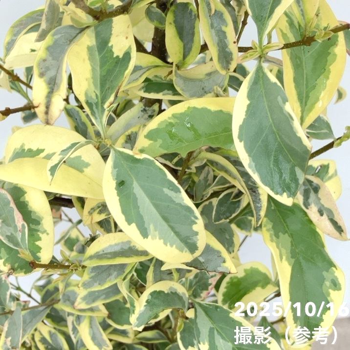 トウネズミモチ トリカラー 根巻き苗｜花木10-TU | 花木・庭木 | 赤塚