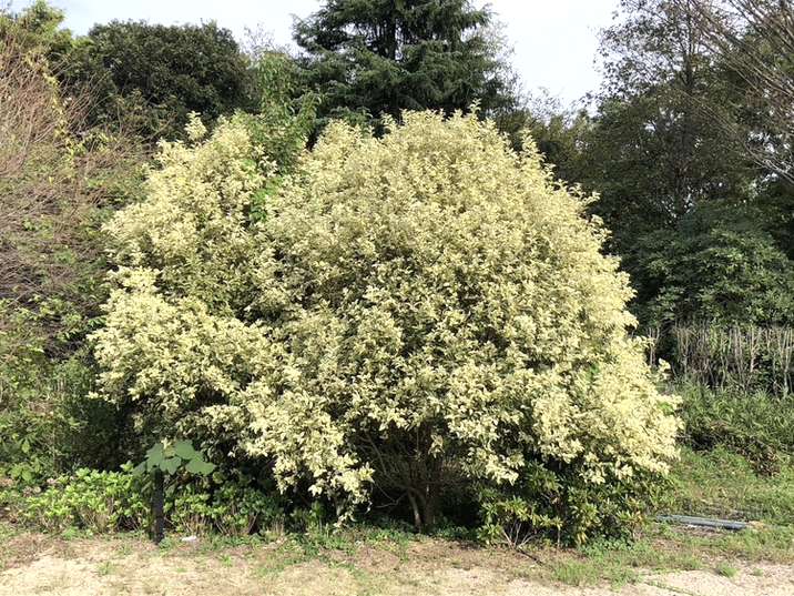 トウネズミモチ トリカラー 根巻き苗｜花木10-TU | 花木・庭木 | 赤塚