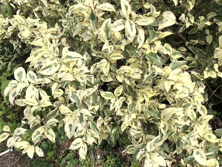 トウネズミモチ トリカラー 根巻き苗｜花木10-TU | 花木・庭木 | 赤塚