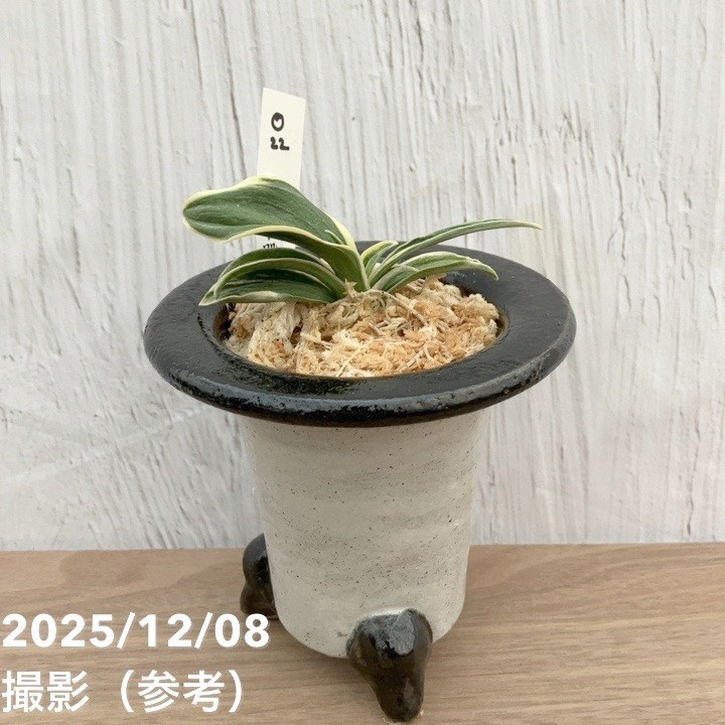 現品お届け】豊明園 万年青 オモト 聖華殿 陶器鉢（O22）｜観葉10-TU