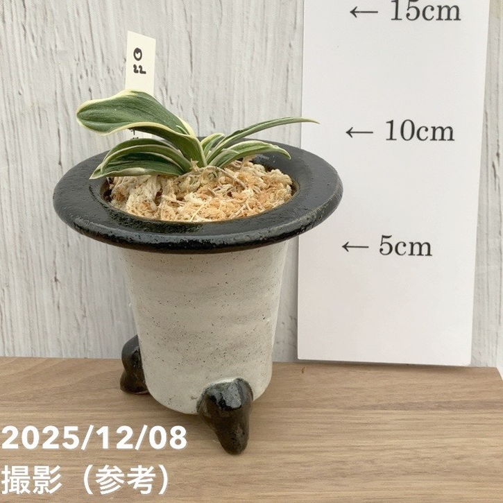 現品お届け】豊明園 万年青 オモト 聖華殿 陶器鉢（O22）｜観葉10-TU