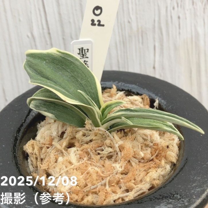 現品お届け】豊明園 万年青 オモト 聖華殿 陶器鉢（O22）｜観葉10-TU