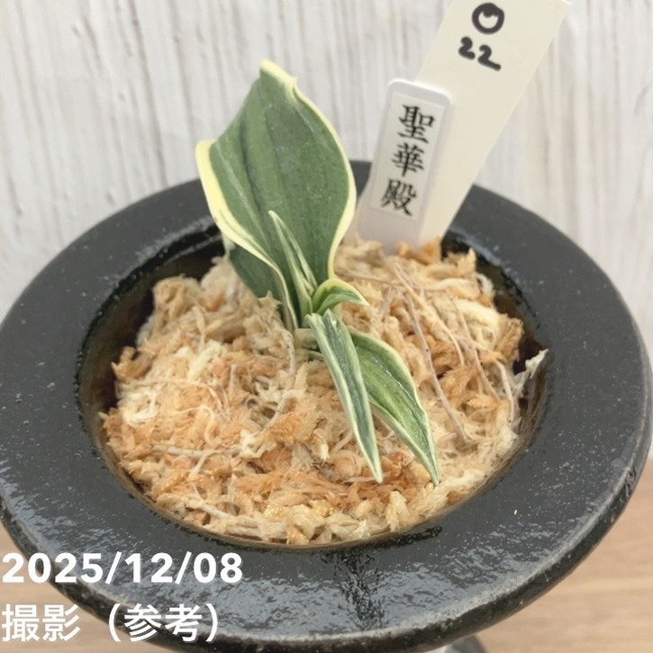 現品お届け】豊明園 万年青 オモト 聖華殿 陶器鉢（O22）｜観葉10-TU