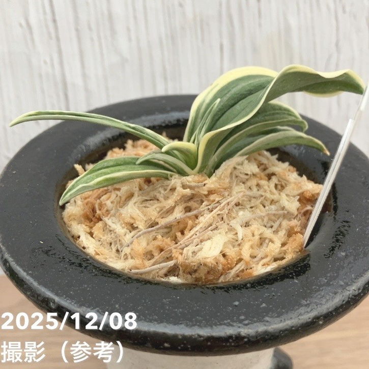 現品お届け】豊明園 万年青 オモト 聖華殿 陶器鉢（O22）｜観葉10-TU