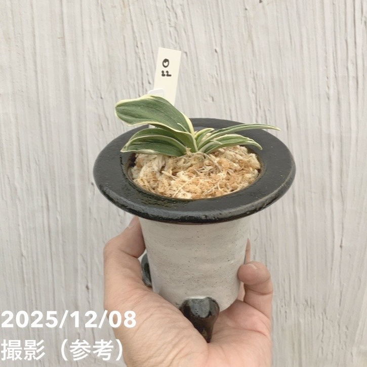 現品お届け】豊明園 万年青 オモト 聖華殿 陶器鉢（O22）｜観葉10-TU