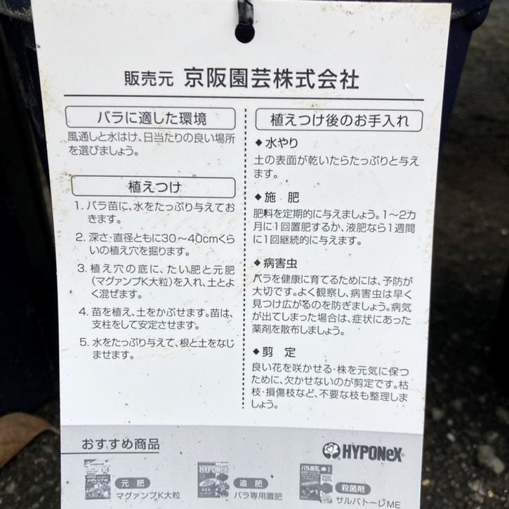 バラ大苗 モガ 7号 京阪園芸|花木04-PA