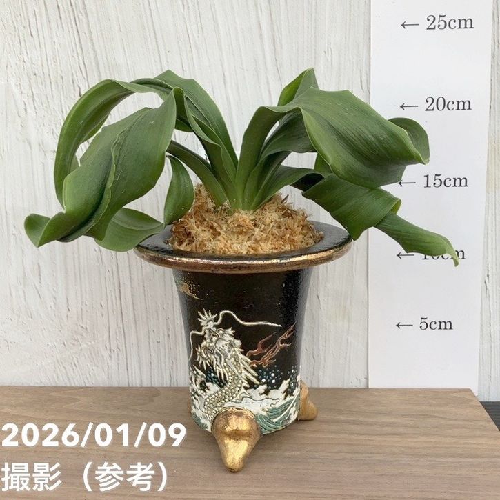 現品お届け】豊明園 万年青 オモト 源龍獅子 錦鉢 龍（O56）｜観葉10