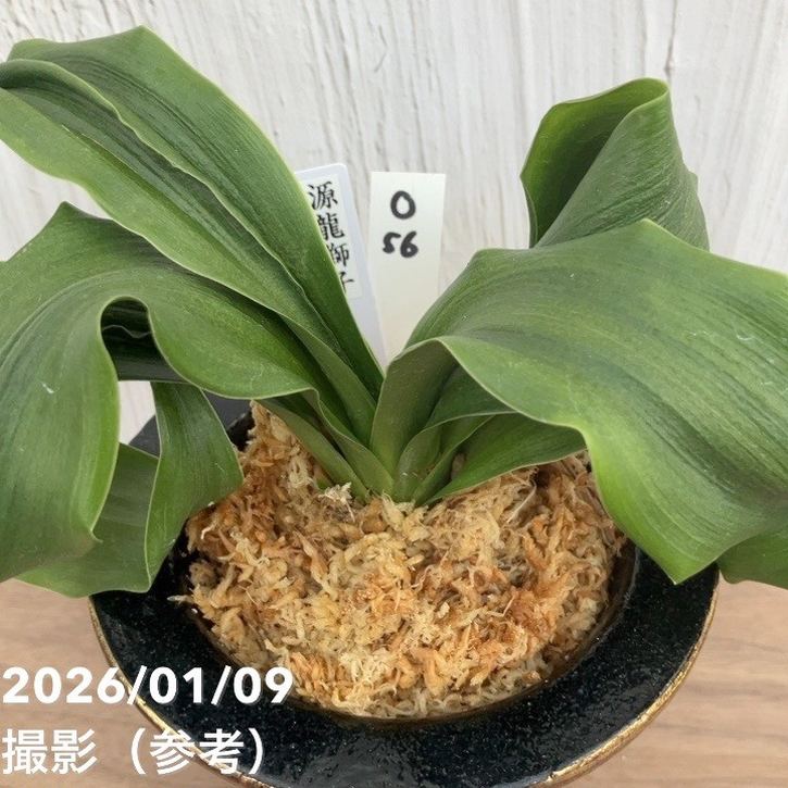 現品お届け】豊明園 万年青 オモト 源龍獅子 錦鉢 龍（O56）｜観葉10