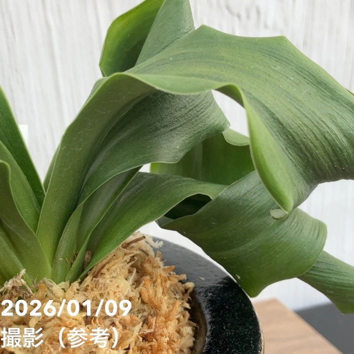 現品お届け】豊明園 万年青 オモト 源龍獅子 錦鉢 龍（O56）｜観葉10