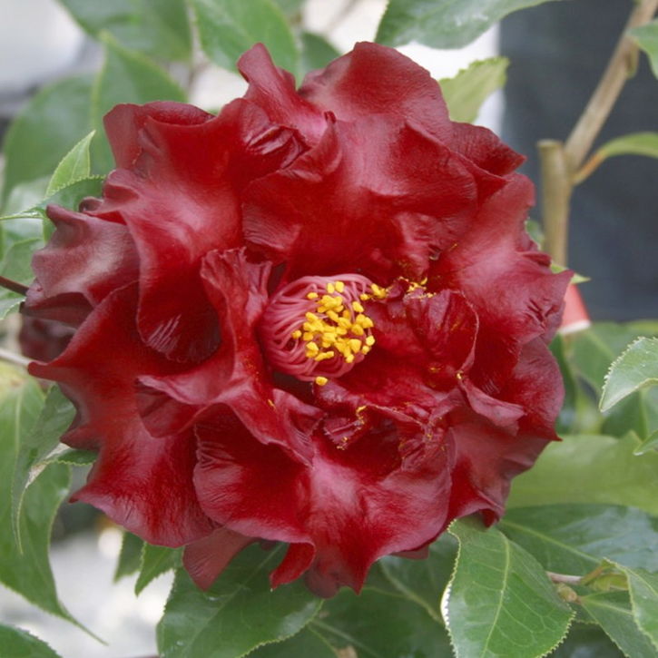 ツバキ ブラックマジック