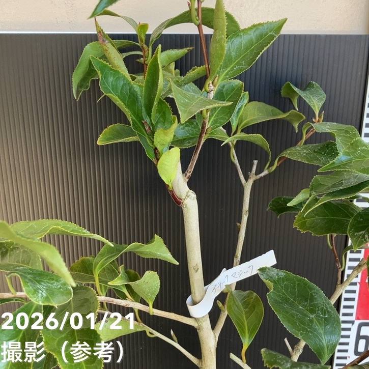 現品お届け】椿 ツバキ 6号 ブラックマジック KM6［こだわりの前田