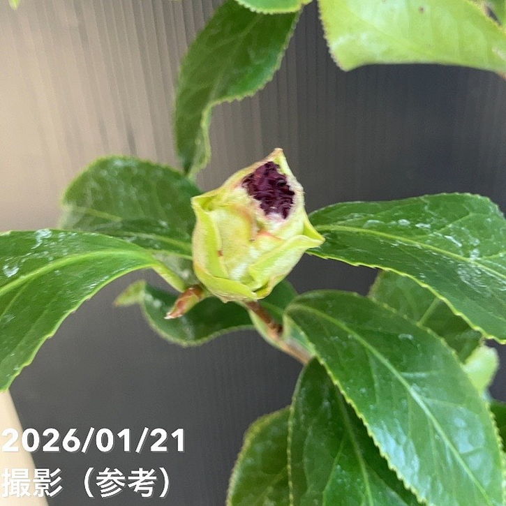 現品お届け】椿 ツバキ 6号 ブラックマジック KM6［こだわりの前田