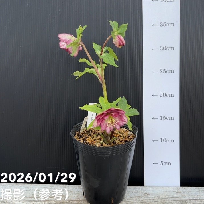 クリスマスローズ　ddグロッシーカラー　加藤農園 一点物】加藤農園 クリスマスローズ グロッシーカラー 4.5号（KT92