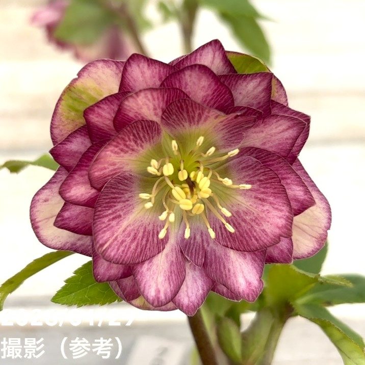 一点物】加藤農園 クリスマスローズ グロッシーカラー 4.5号（KT92