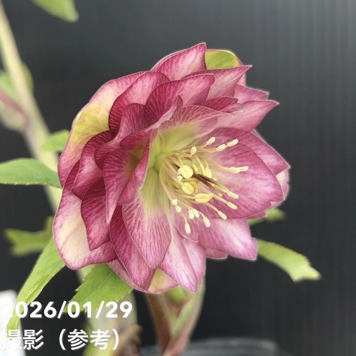 一点物】加藤農園 クリスマスローズ グロッシーカラー 4.5号（KT92