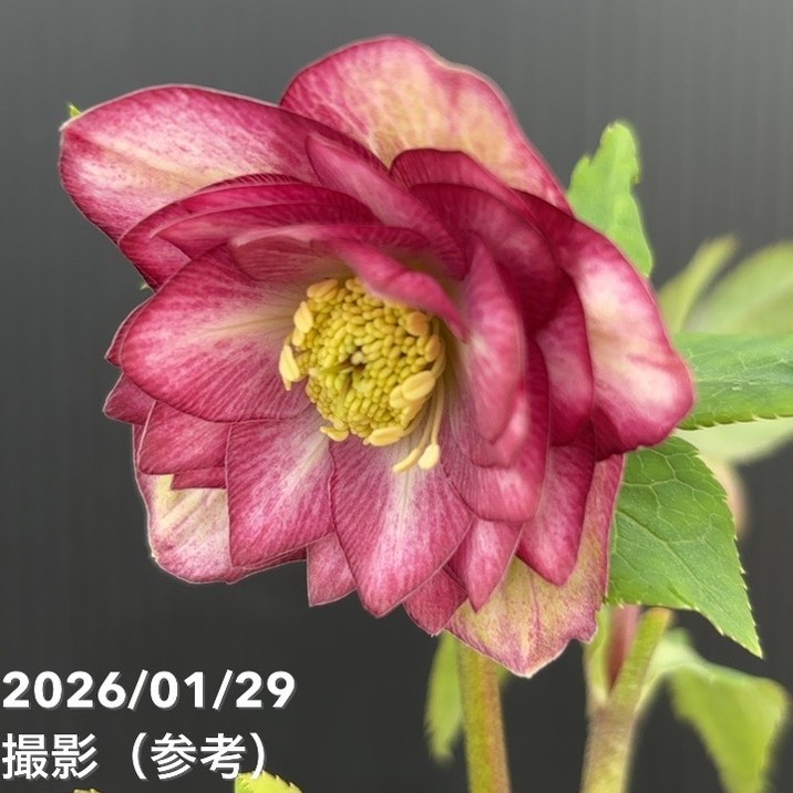 一点物】加藤農園 クリスマスローズ グロッシーカラー 4.5号（KT92