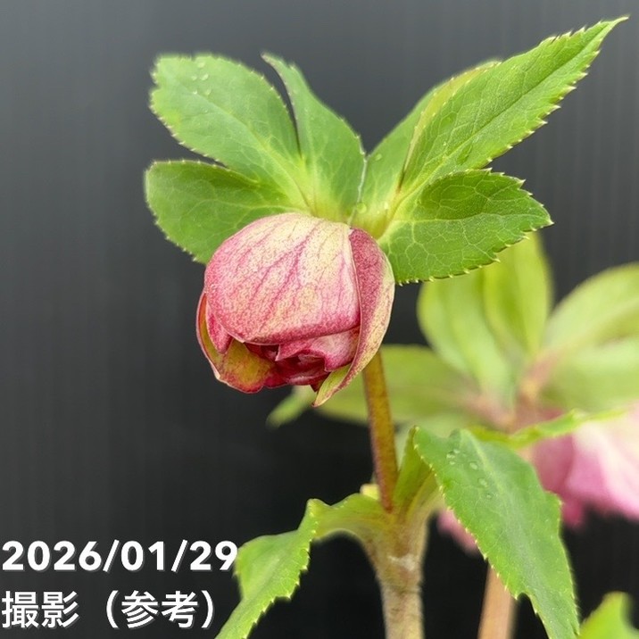 一点物】加藤農園 クリスマスローズ グロッシーカラー 4.5号（KT92