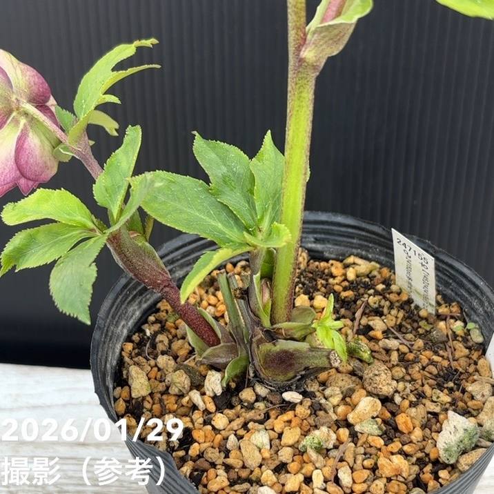 お買い得一点物咲き進み株】加藤農園 クリスマスローズ グロッシー