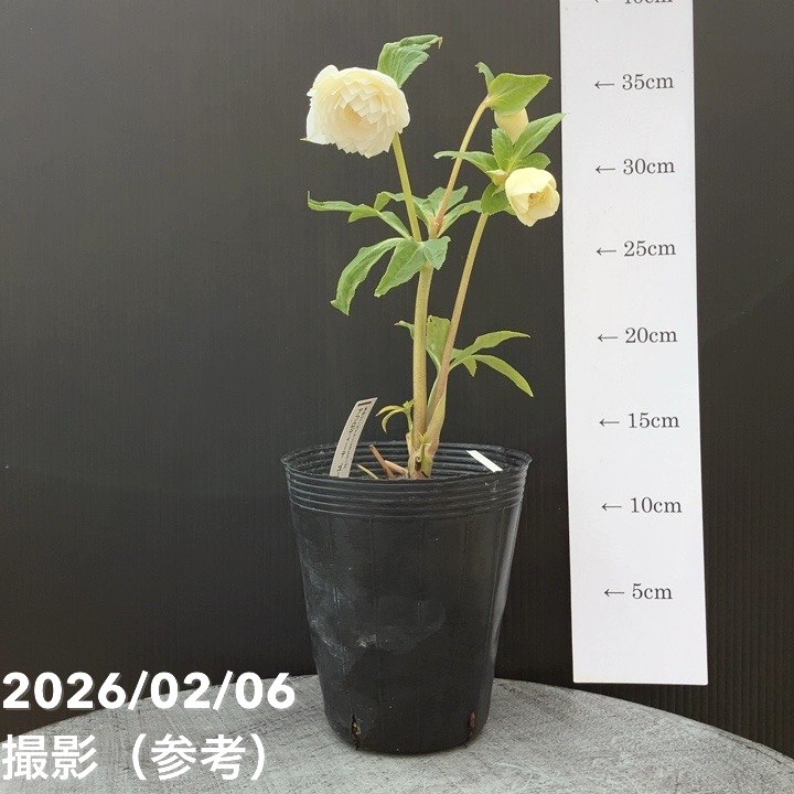 一点物】加藤農園 多弁ゴールドクリスマスローズ アフロディーテ