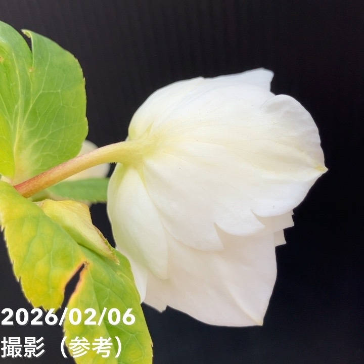 一点物】加藤農園 多弁ゴールドクリスマスローズ アフロディーテ