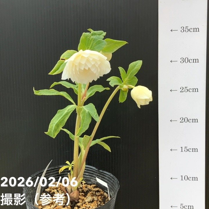 一点物】加藤農園 多弁ゴールドクリスマスローズ アフロディーテ