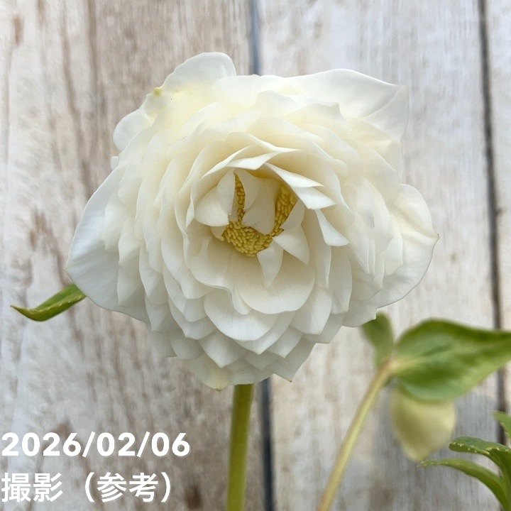 一点物】加藤農園 多弁ゴールドクリスマスローズ アフロディーテ