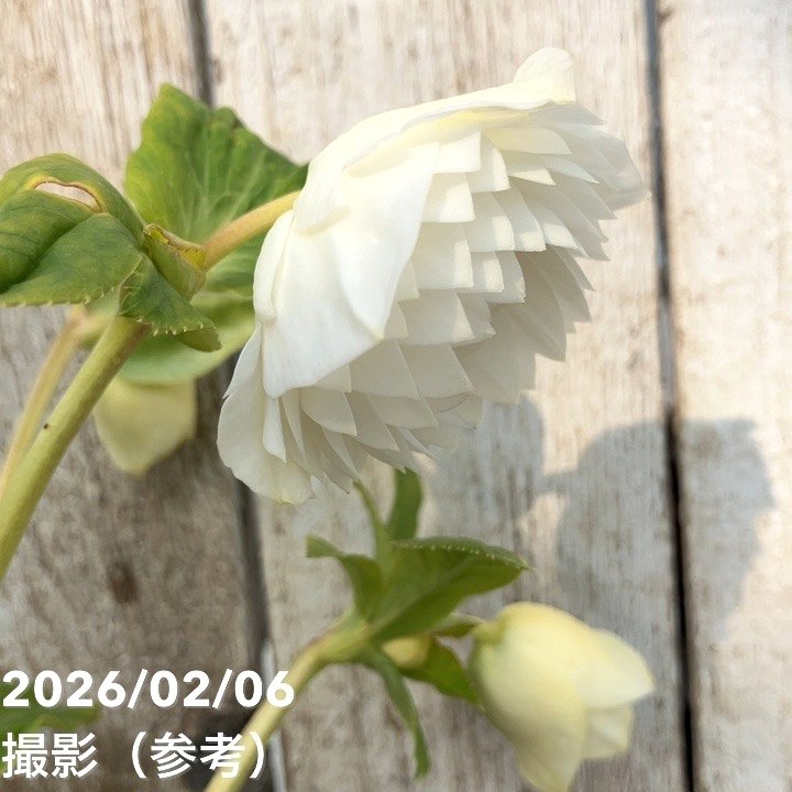 一点物】加藤農園 多弁ゴールドクリスマスローズ アフロディーテ