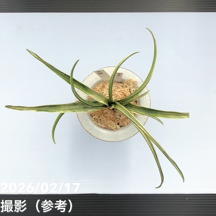 現品お届け】豊明園 万年青 オモト 雪雷（せつらい）錦鉢（O67）｜観葉