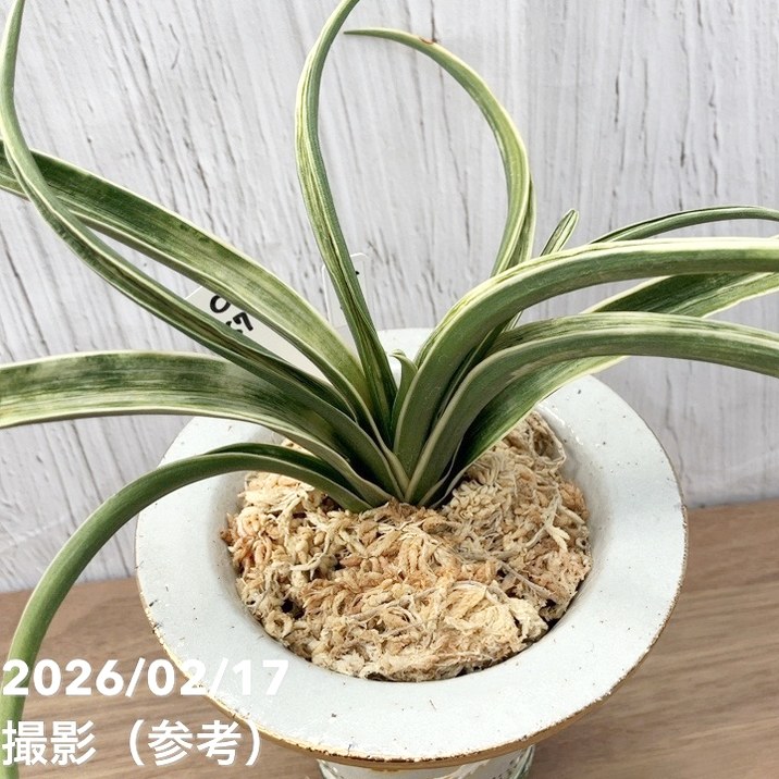 現品お届け】豊明園 万年青 オモト 雪雷（せつらい）錦鉢（O67）｜観葉